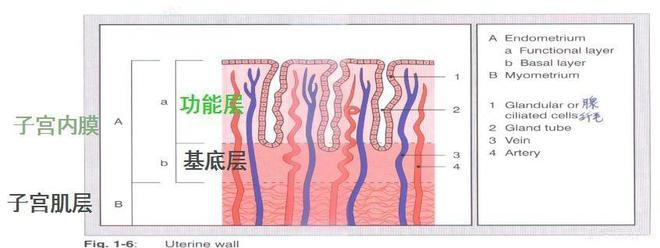 子宫内膜为什么会变薄？多薄会导致不孕？