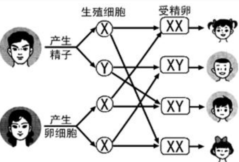 a型血和o型血生的孩子是什么血型，最全血型遗传规则表